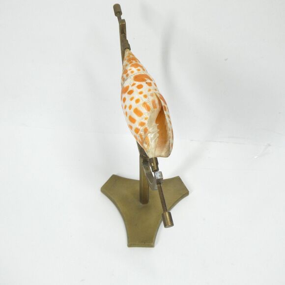 Episcopal Miter Seashell on Brass Caliper Display Stand Vintage Shell Specimen - Picture 5 of 11